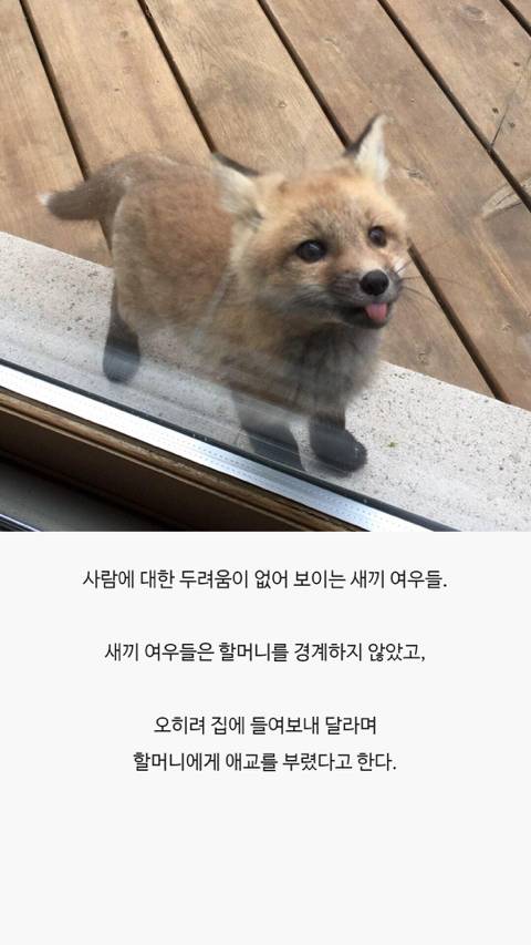 레딧 유저가 올린 새끼 여우 사진.jpg