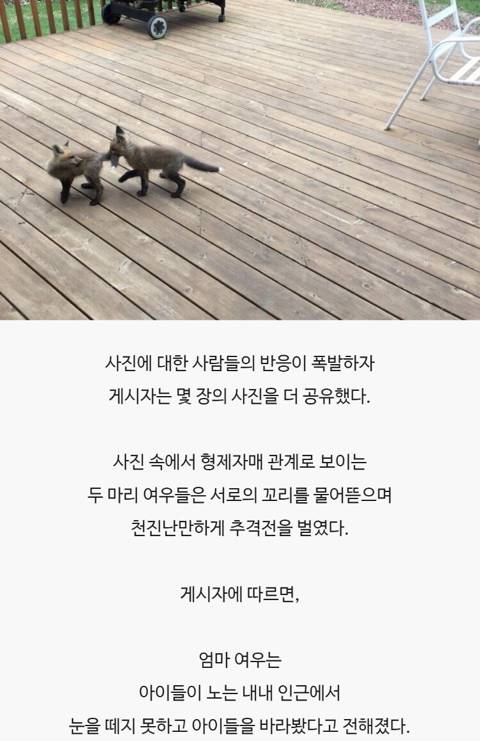레딧 유저가 올린 새끼 여우 사진.jpg