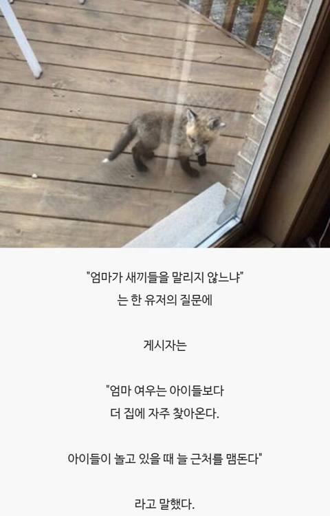 레딧 유저가 올린 새끼 여우 사진.jpg