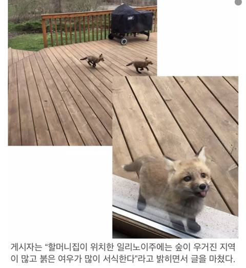 레딧 유저가 올린 새끼 여우 사진.jpg