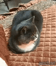 퇴근한 집사가 뭐 사옴.gif