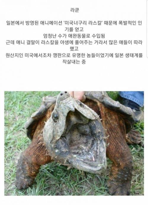 일본 4대 생태계 파괴자.jpg