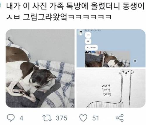 애완 알파카.jpg