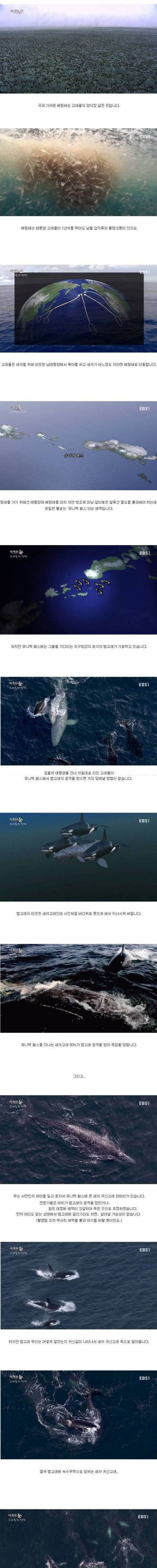 [스압] 혹등고래.jpg