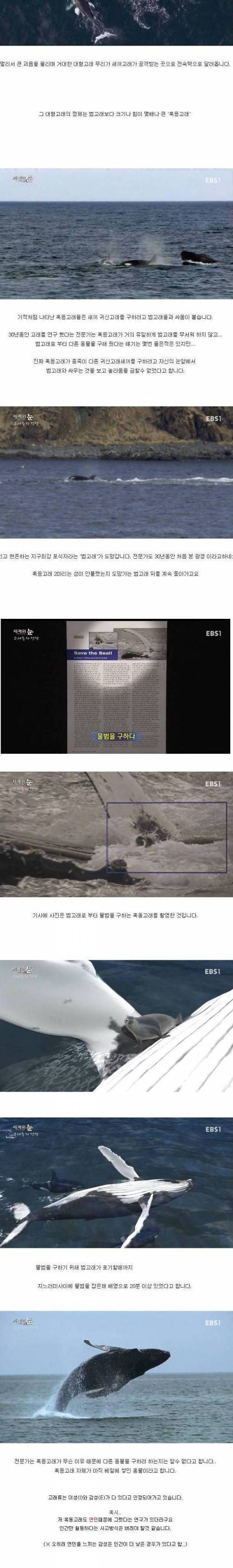 [스압] 혹등고래.jpg
