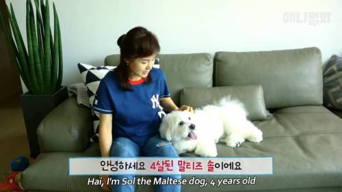 13kg 대왕 말티즈ㄷㄷ.jpg