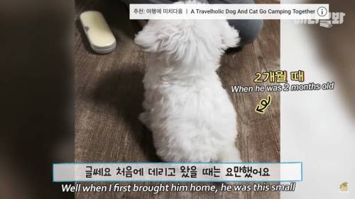 13kg 대왕 말티즈ㄷㄷ.jpg
