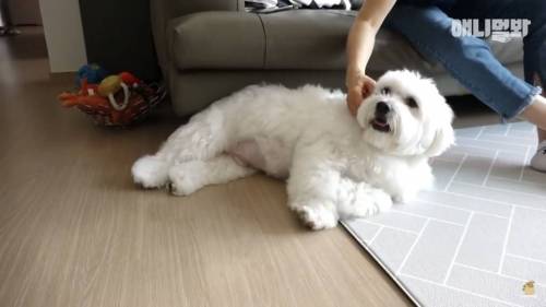 13kg 대왕 말티즈ㄷㄷ.jpg