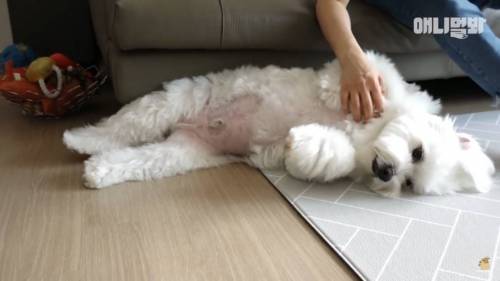 13kg 대왕 말티즈ㄷㄷ.jpg