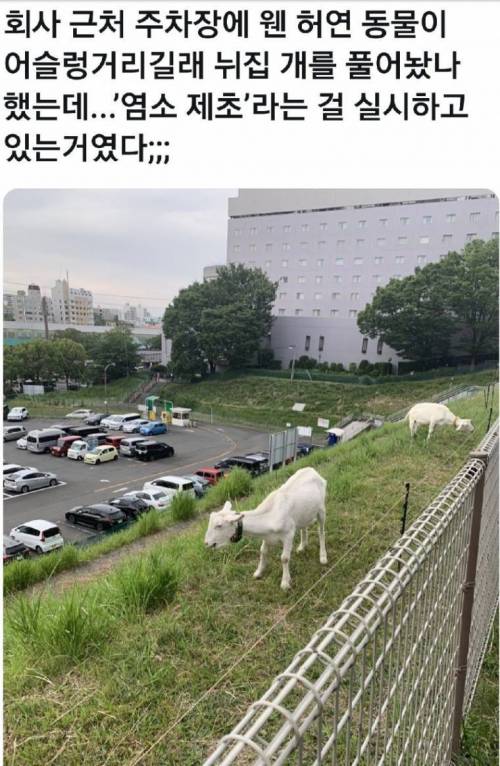 친환경 제초작업.jpg