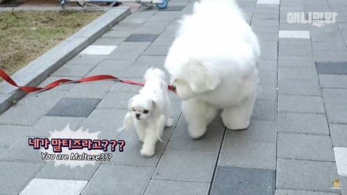 13kg 대왕 말티즈ㄷㄷ.jpg