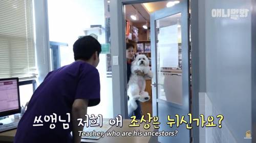 13kg 대왕 말티즈ㄷㄷ.jpg