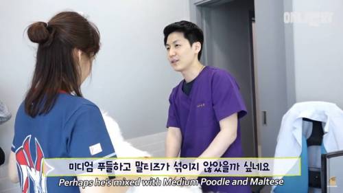 13kg 대왕 말티즈ㄷㄷ.jpg