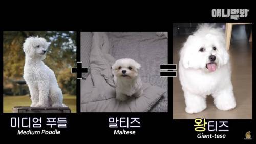 13kg 대왕 말티즈ㄷㄷ.jpg
