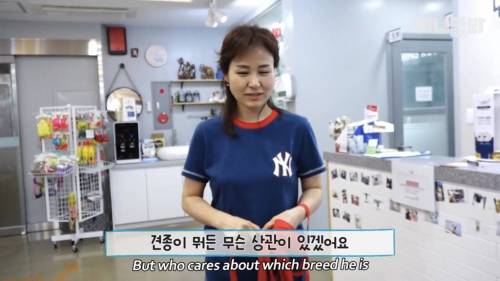 13kg 대왕 말티즈ㄷㄷ.jpg