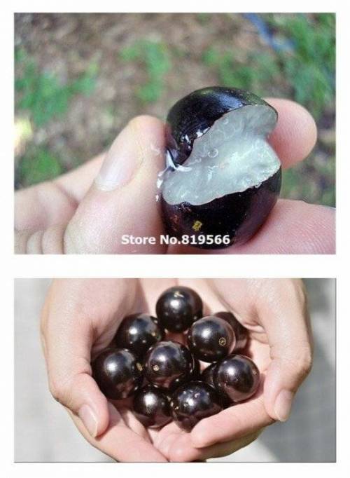 충격적인 비주얼의 브라질 과일.jpg