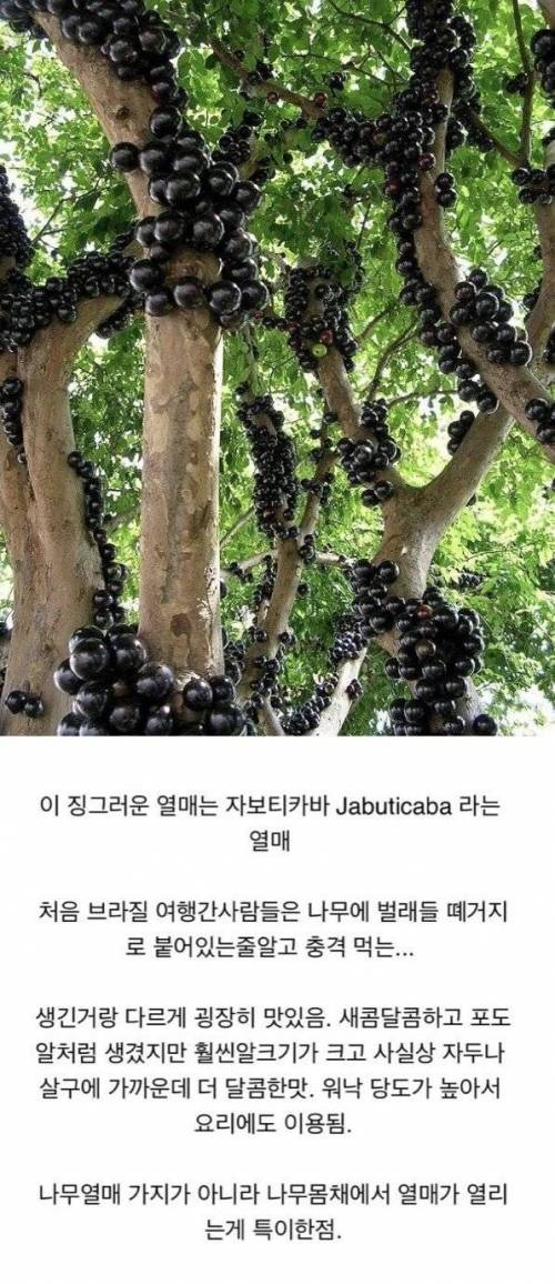 충격적인 비주얼의 브라질 과일.jpg
