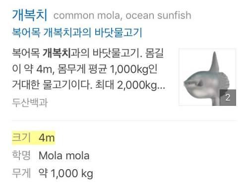 너무 커서 부담스러운 물고기.mp4