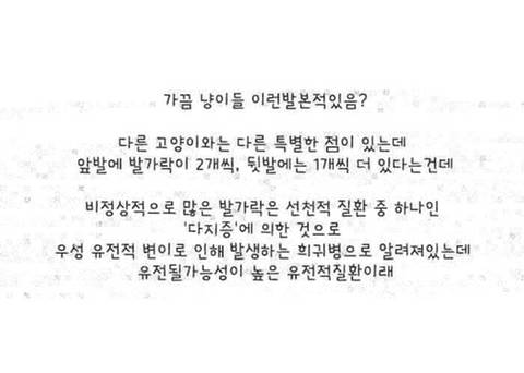 [스압] 손모아 장갑낀 고양이들