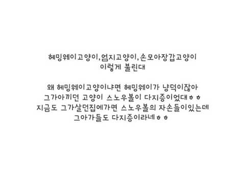 [스압] 손모아 장갑낀 고양이들