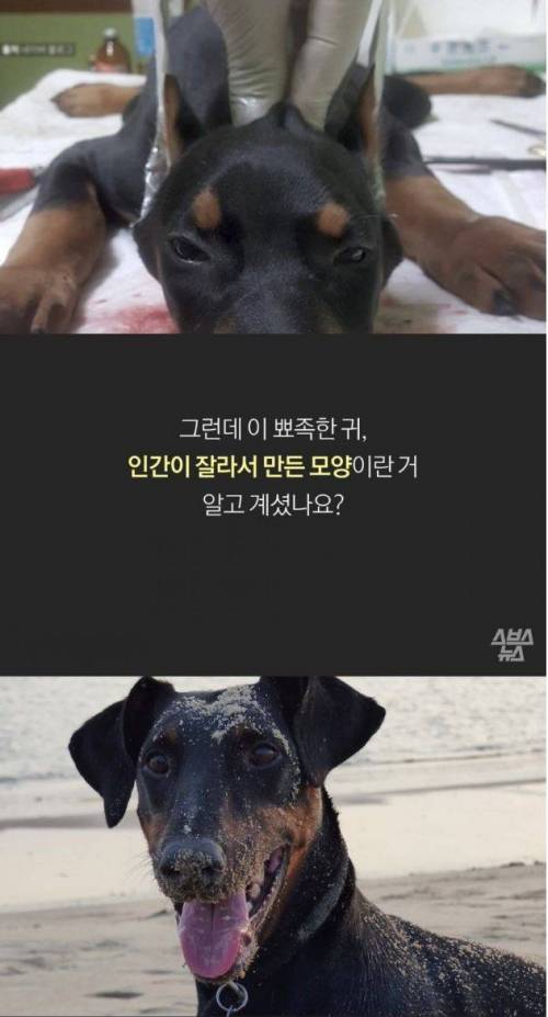 [스압] 도베르만의 뾰족한 귀.jpg