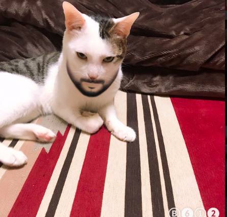 요즘 유행하는 필터를 써봤다.jpg