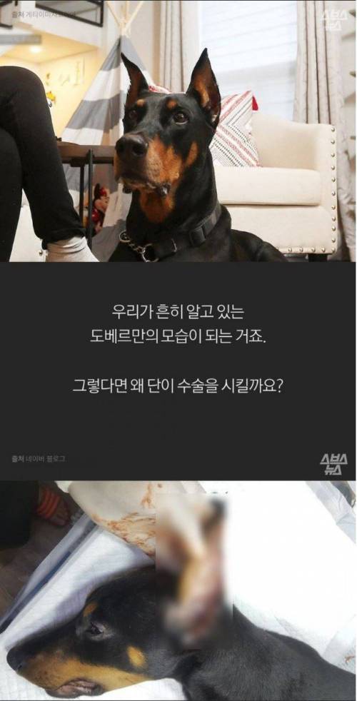 [스압] 도베르만의 뾰족한 귀.jpg