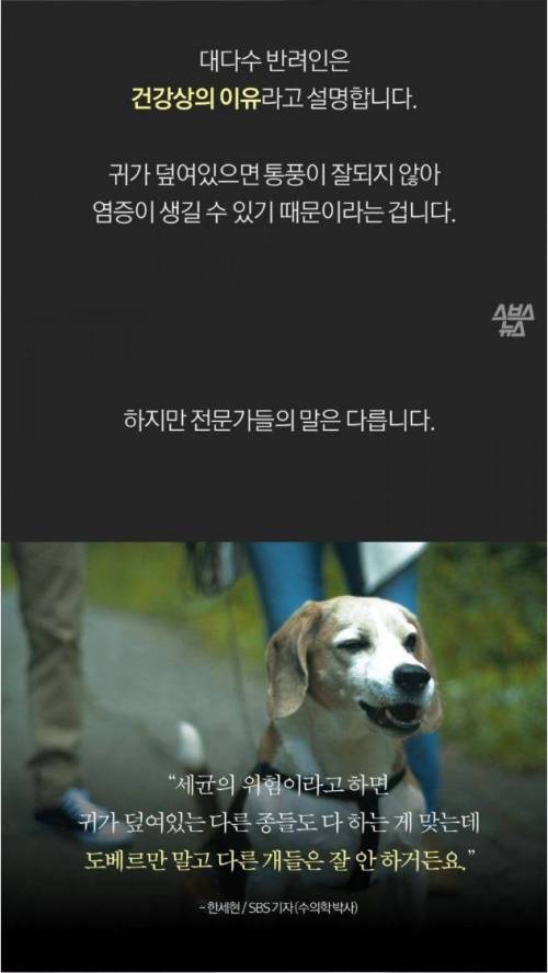 [스압] 도베르만의 뾰족한 귀.jpg