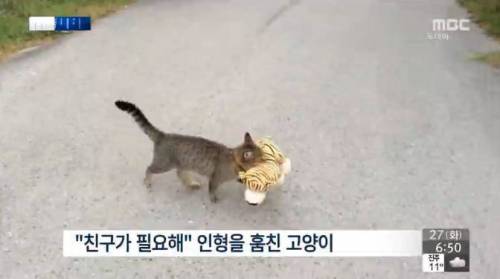 [스압] 탐욕스러운 고양이 사진.twt