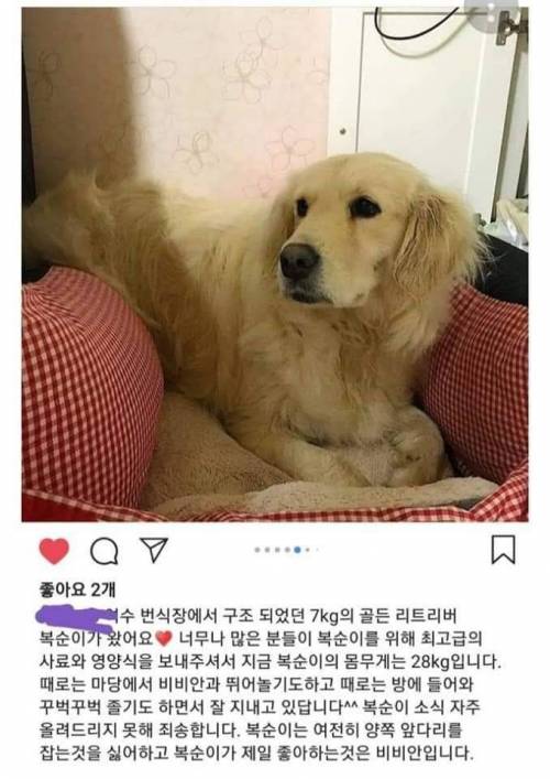 여수 번식장에서 구조된 7kg 리트리버
