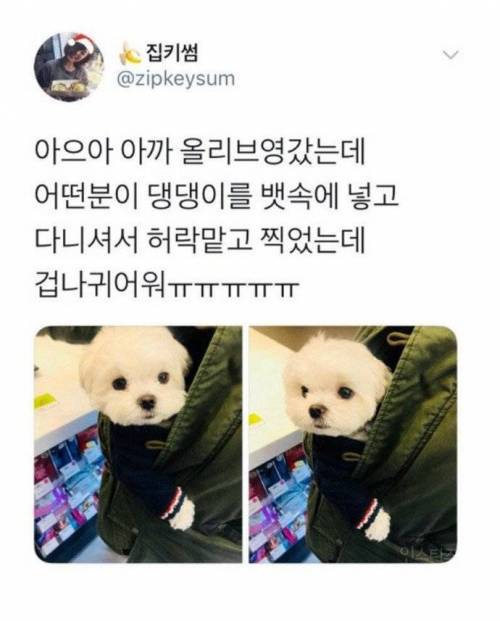 올리브영에서 만난 강아지.jpg