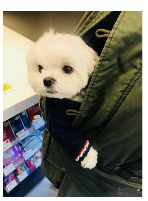 올리브영에서 만난 강아지.jpg