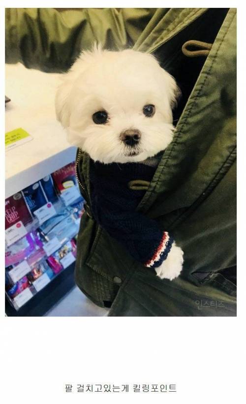 올리브영에서 만난 강아지.jpg