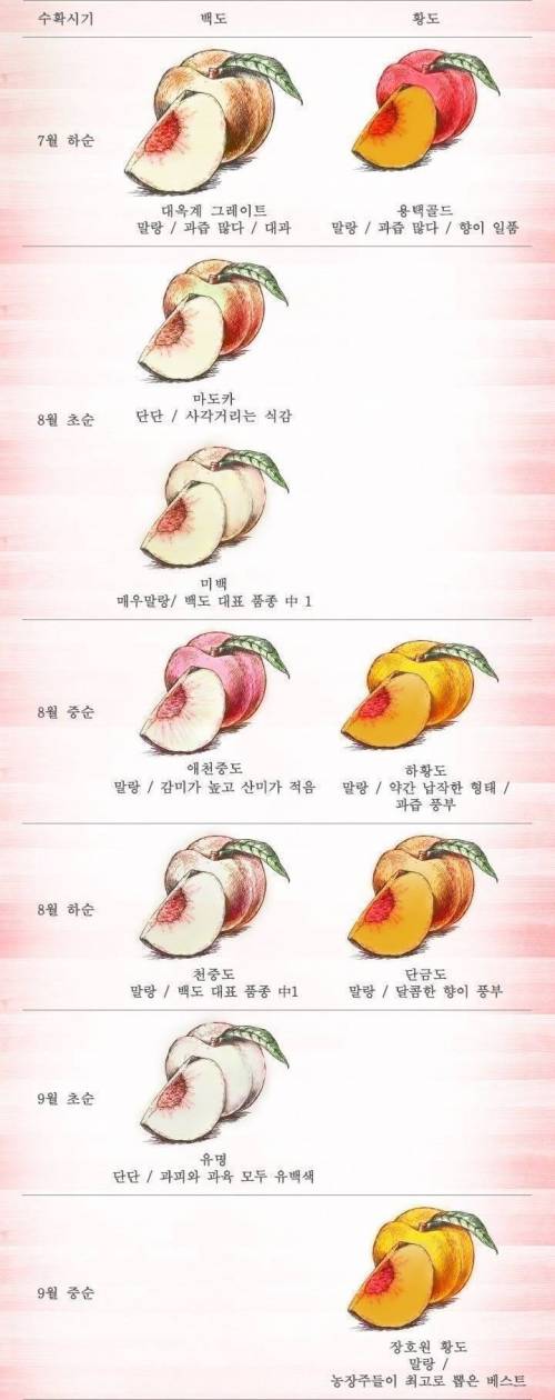 복숭아 종류와 수확 시기.jpg