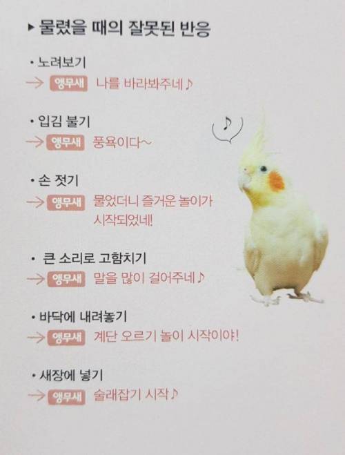 앵무새에 물렸을때의 잘못된반응.jpg