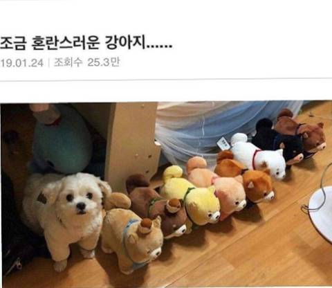 조금 혼란스러운 강아지...