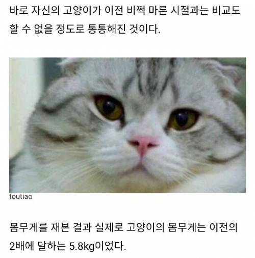 냥이확대범.jpg