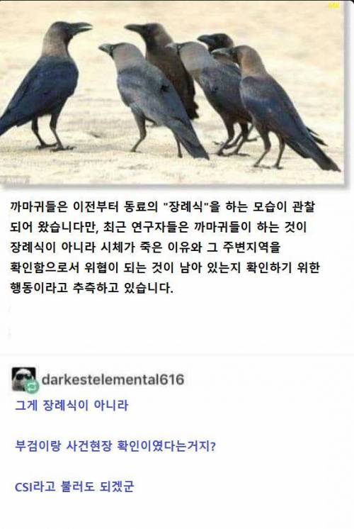 까마귀 장례식의 정체.jpg