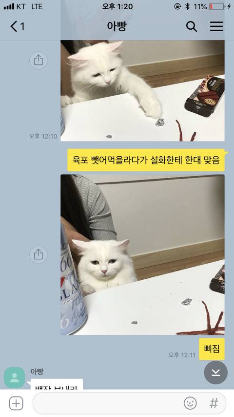 아빠가 고양이 사진 보내라고 또 협박 들어옴.jpg