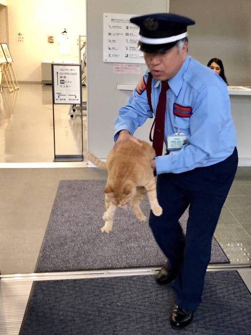 2년간 계속해서 미술관 침입을 시도하는 고양이들.jpg