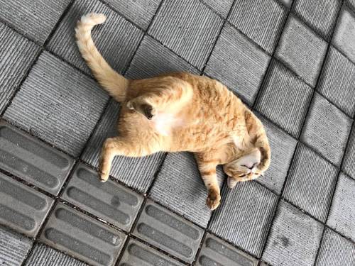 2년간 계속해서 미술관 침입을 시도하는 고양이들.jpg