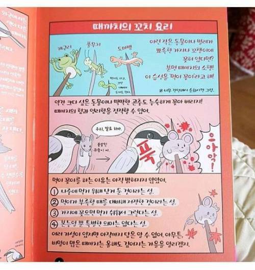 먹이를 꼬치로 해서 먹는 새.jpg