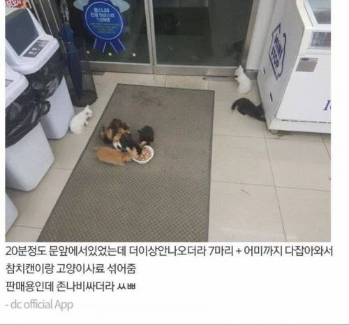 고양이 가족 납치한 디씨인.jpg