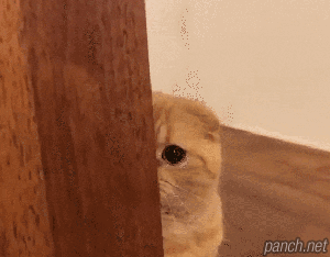 언니랑 싸웠는데 부탁할 거 생김.gif