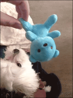 강아지 키우는 사람이라면 한 번쯤은 해보는 것.gif