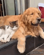 고양이와 사이 좋은 리트리버.gif