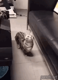 모기 잡는 고양이.gif