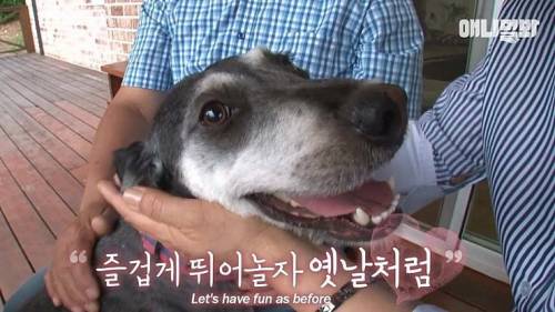 [스압] 버려졌던 강아지 예전 기억나서 신남.jpg