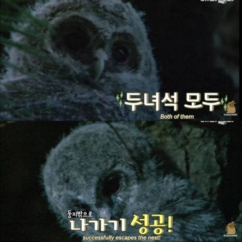 [스압] 할아버지 댁 마당의 `새`입자 올빼미 가족.swf