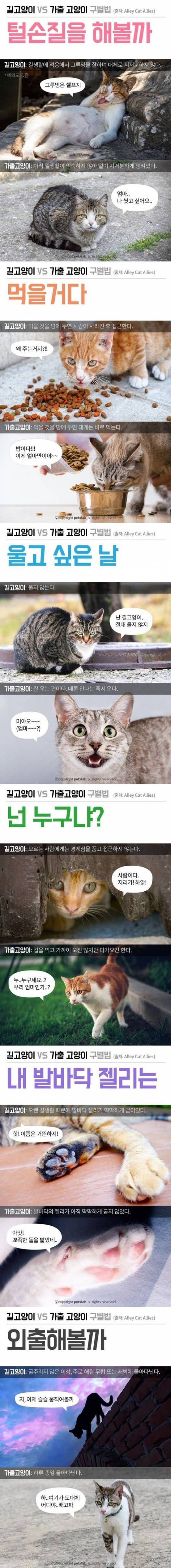 길고양이, 가출고양이 구별법.jpg